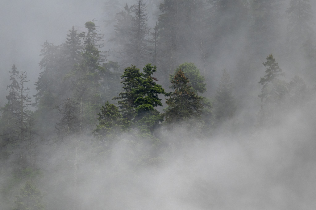 Pine Trees Between Clouds