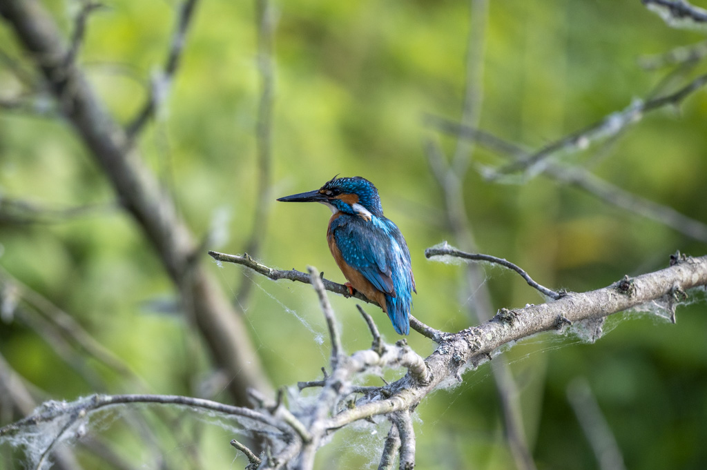 Kingfisher in Danube Delta